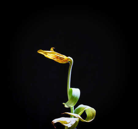 Wilted tulips on a black