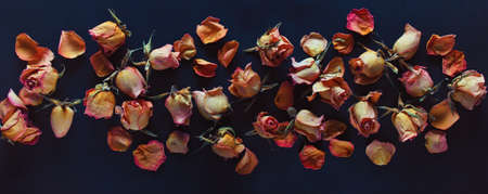 Dry withered roses on a blackの写真素材