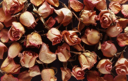 Dry roses on a blackの写真素材