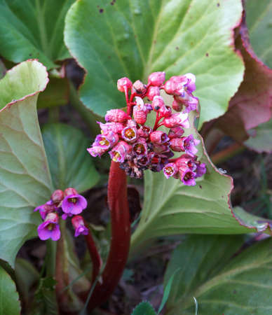 flowers of Bergenia crassifolia, healing plant growing in the gardenの写真素材