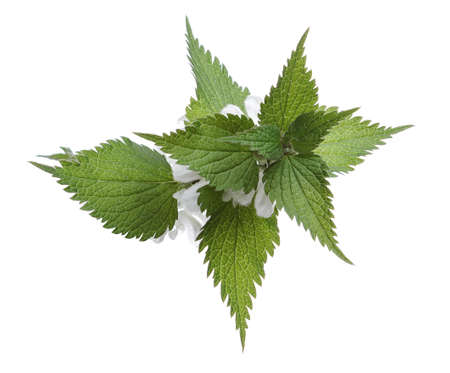 nettle branch with flowers, isolated on white の写真素材