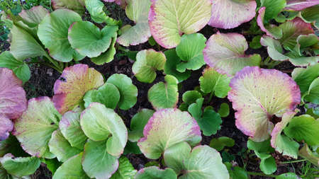 leaves of Bergenia crassifolia growing in the garden