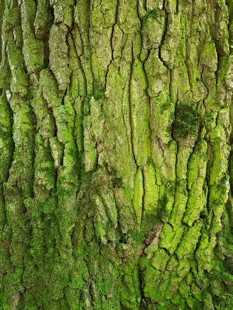 tree trunk bark texture with green moss