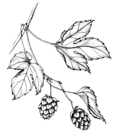 graphic ink hand draw sketch of a sprig of hops with leaves and conesの写真素材