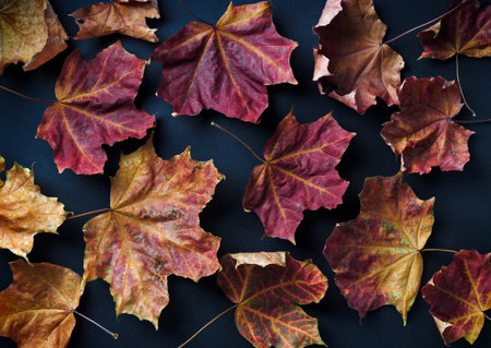dry maple autumn leaves on black backgroundの写真素材