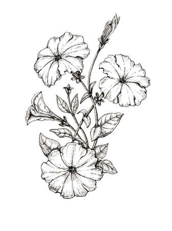 Hand drawing flower petunia, engraving styleの写真素材