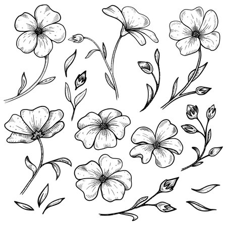 set of hand drawing flowers flax with leaves, graphic sketch on white backgroundのイラスト素材