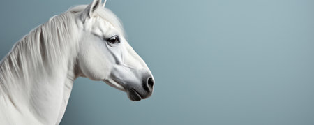 head of a white horse on a neutral light gray background, banner with copy spaceの素材