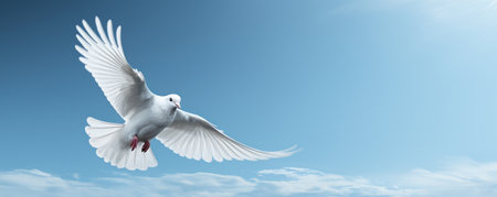 white dove flying in the blue sky, banner with copy spaceの素材