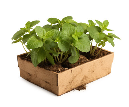green seedlings in a wooden box, isolatedの素材