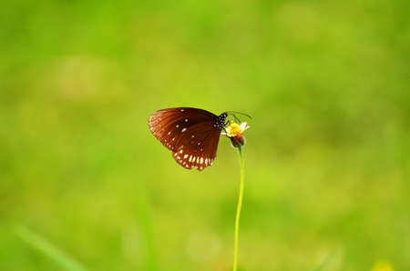 butterfly on small flower