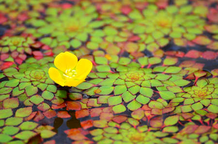 small yellow flower