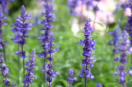 spring flowersの写真素材