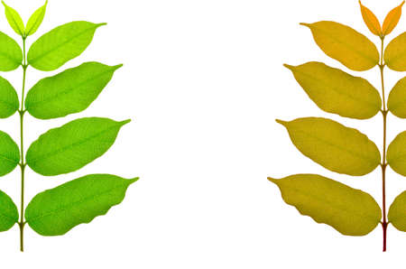 Background from leaves の写真素材