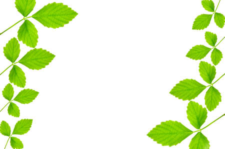 Background from leaves の写真素材