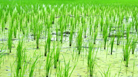 paddy rice in field の写真素材