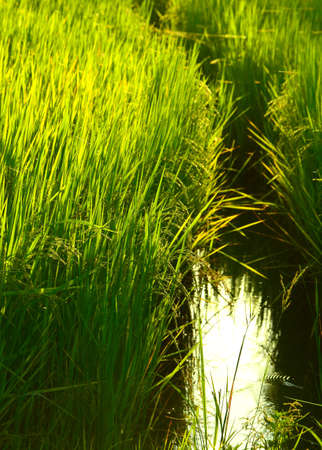 rice field in Thailandの写真素材