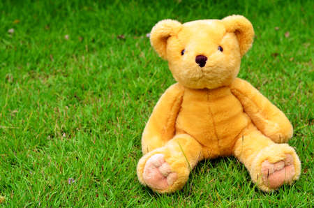 sitting bear toy on the grassの写真素材