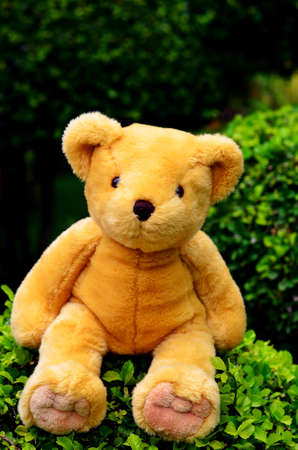 sitting bear toy on the grassの写真素材