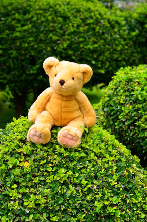 sitting bear toy on the grassの写真素材