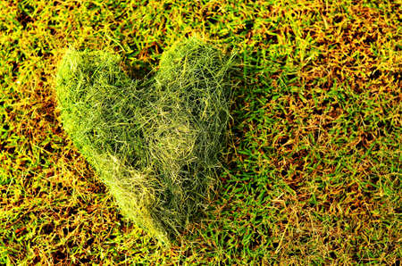 heart made from grassの写真素材