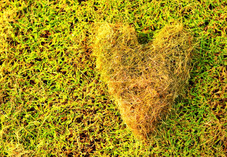 heart made from grassの写真素材