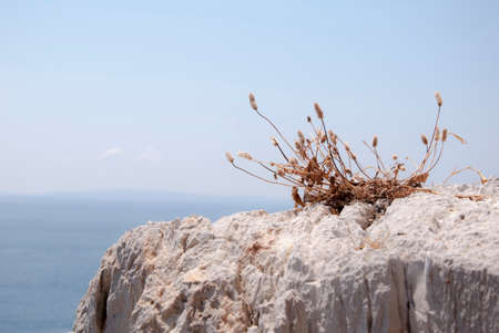 Alone on the rock の写真素材