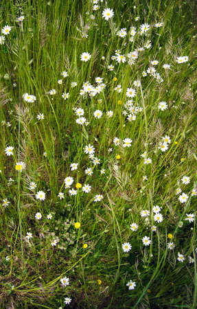 meadow of daisies for springの写真素材