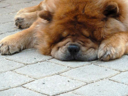 portrait of a sleeping brown dog on the street with a lot of furの写真素材