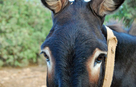 brown donkey in the countryside surrounded by green trees to discoverの写真素材