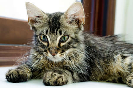 Portrait of a baby tabby cat lying on the floor indoor as beautiful animalの写真素材