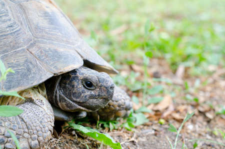 Portrait of a giant land turtle for natureの写真素材