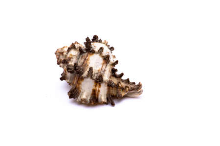 White and marron shell isolated in white background as object