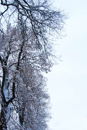 Branches of trees snow-covered seen from the bottom as textureの写真素材