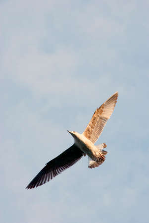 BIrd spread wings upon in the blue sky isolatedの写真素材