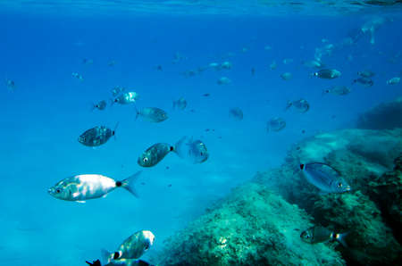 Mediterranean fish underwater  with a skin diving behind. Called Sparlotti in italianの写真素材