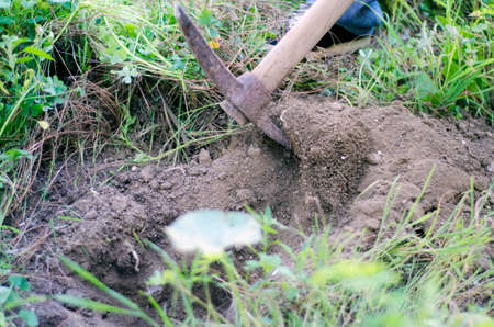 Close up of a hoe working in a wild ground of grassの写真素材
