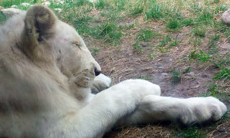 Portrait of a white lion sleeping on the earth. Horizontal Frame