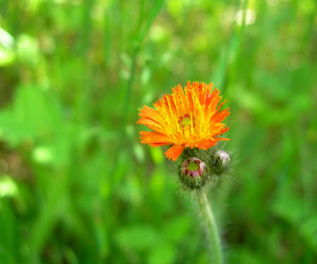 Wild flower          の写真素材