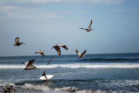 flying pelicans, Pacific Ocean, California, USAの写真素材