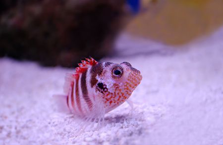 Hawkfishの写真素材