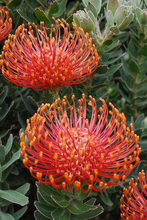 Red exotic flower 