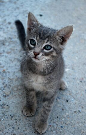 Homeless kitten の写真素材