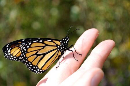 Monarch butterfly on hand, ready to fly awayの写真素材
