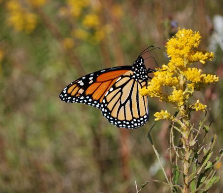 Monarch butterfly の写真素材