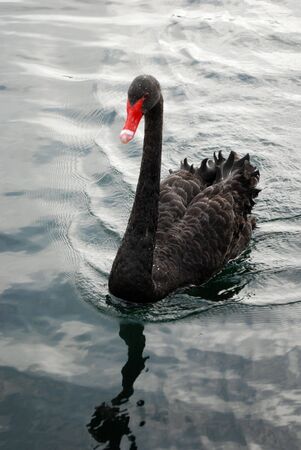 Black swan swimming in a pond, Florida, USAの写真素材