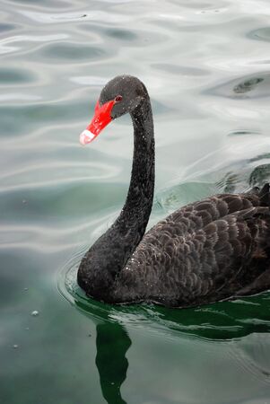 Black swan swimming in a pond, Florida, USAの写真素材