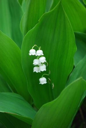 Lily-of-the-Valley flowers in spring seasonの写真素材