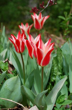 Red tulips in a spring gardenの写真素材