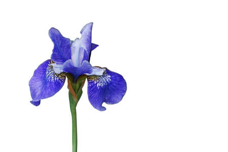 Iris Blue の写真素材